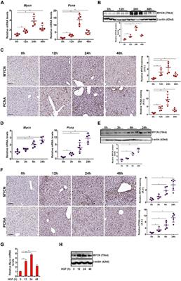 An E2F5-TFDP1-BRG1 Complex Mediates Transcriptional Activation of MYCN in Hepatocytes